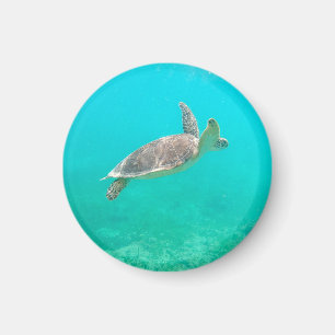 Aimant Tortue des Caraïbes