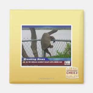 Aimant Tortue en voie de disparition