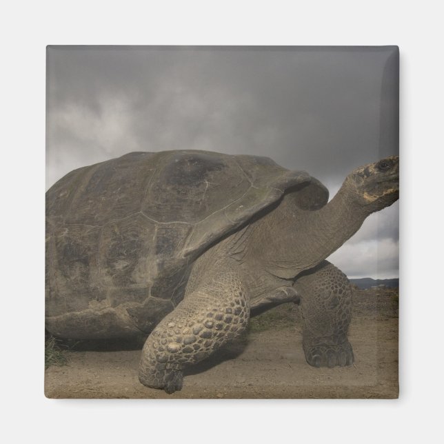 Aimant Tortue géante des Galapagos Geochelone (Devant)