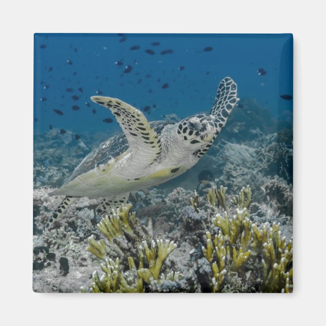 Aimant Tortue imbriquée nageant (Devant)
