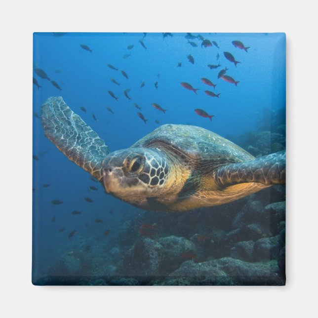 Aimant Tortue noire (verte) (Chelonia agassizi) (Devant)