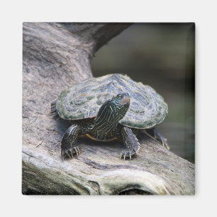 Aimant Tortue peinte sur une branche
