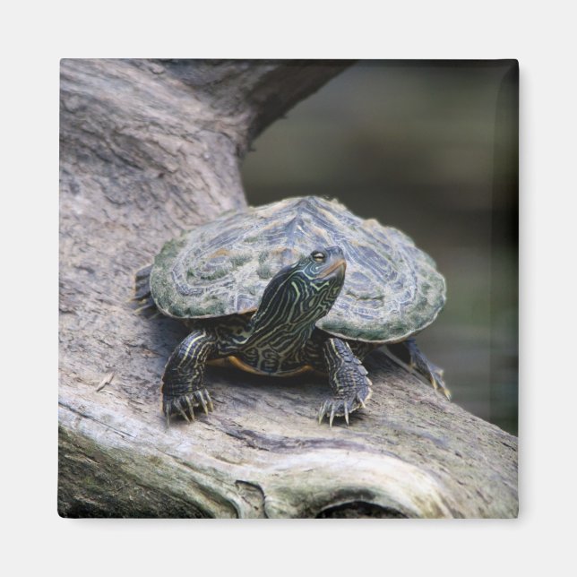 Aimant Tortue peinte sur une branche (Devant)