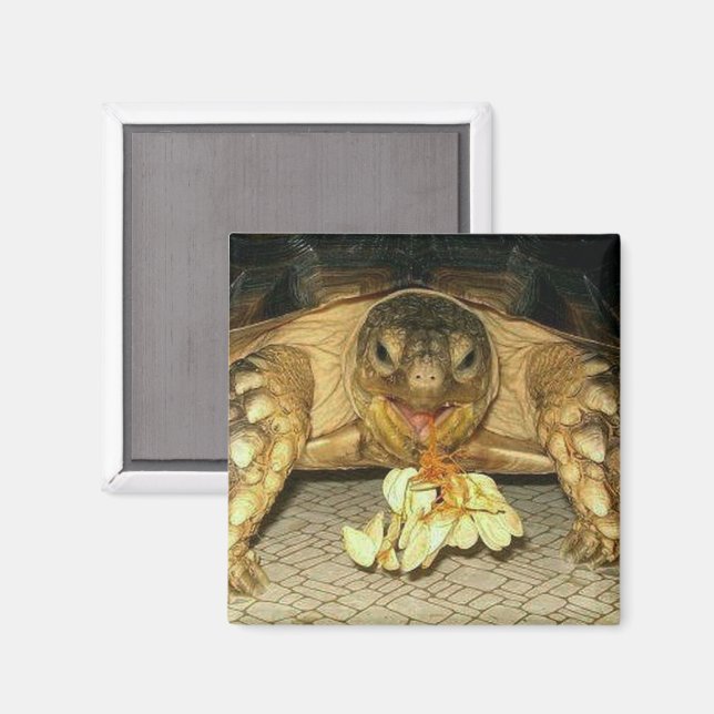 Aimant Tortue Sulcata, graines de squash accrochées à la  (Recto/Verso)