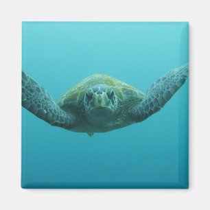 Aimant Tortue verte (Chelonia mydas agassisi), Centre