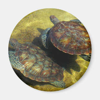 Aimant Tortues marines