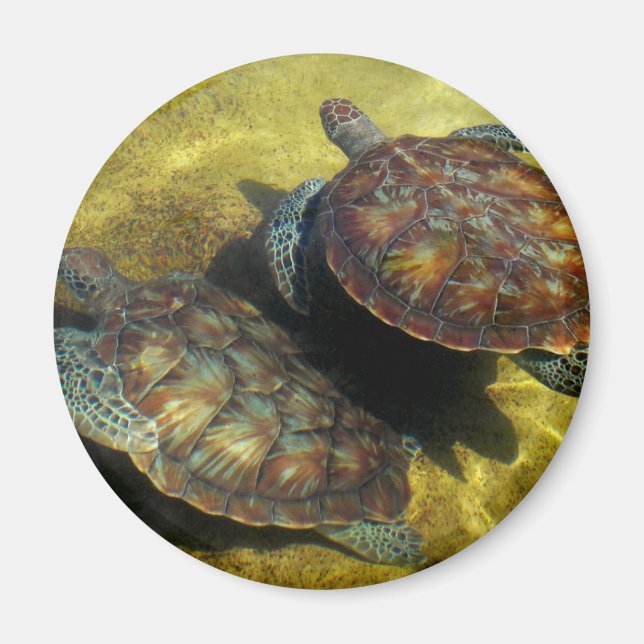 Aimant Tortues marines (Devant)