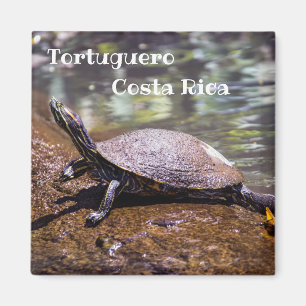 Aimant Tortuguero - Tortue à ventre jaune
