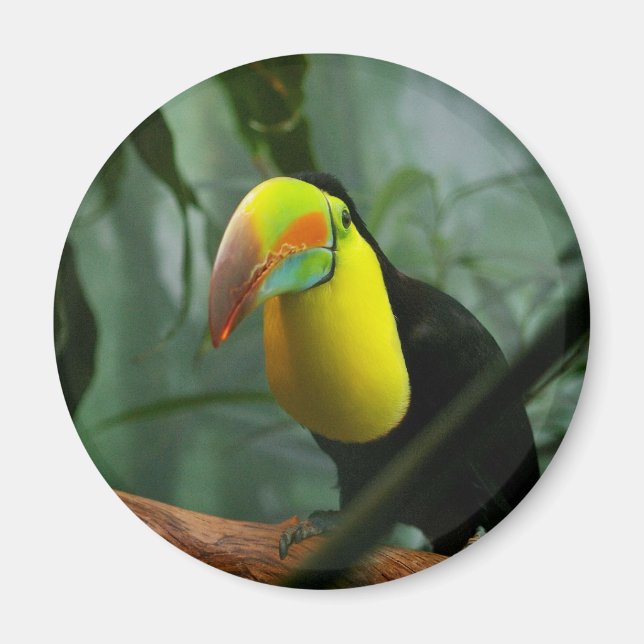 Aimant Toucan (Devant)
