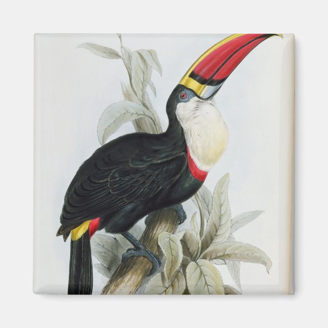 Aimant Toucan à bec rouge, de 'Monographie du Rampha (Devant)