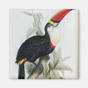 Aimant Toucan Rouge-Affiché, 'd'une monographie du Ramph