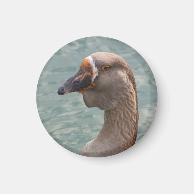Aimant Toulouse Goose (Devant)