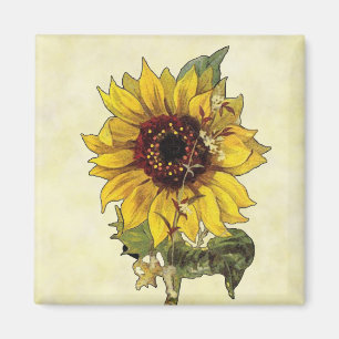 Aimant Tournesol
