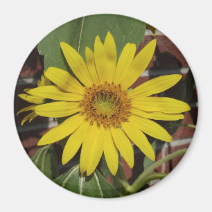 Aimant Tournesol