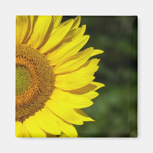 Aimant Tournesol (Devant)