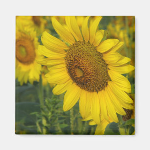 Aimant Tournesol