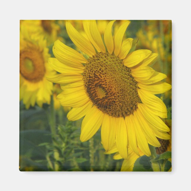 Aimant Tournesol (Devant)