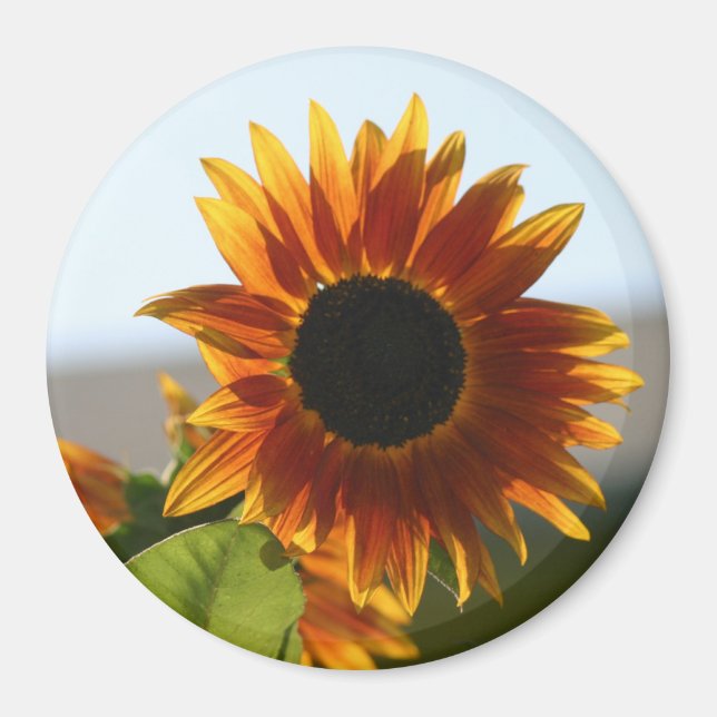 Aimant Tournesol (Devant)