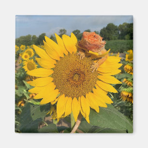 Aimant Tournesol