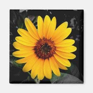 Aimant Tournesol 2