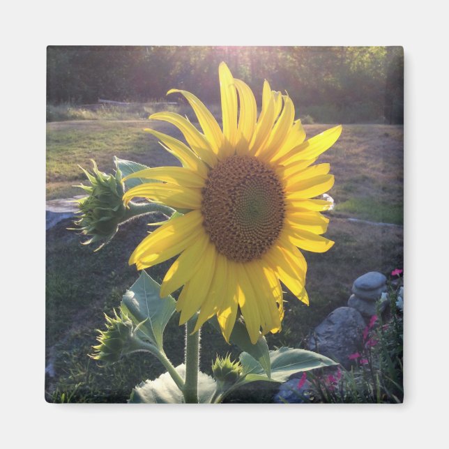 Aimant tournesol au coucher du soleil — (Devant)