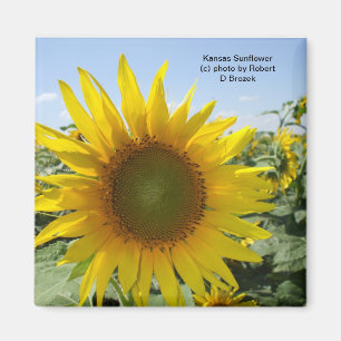 Aimant Tournesol du Kansas
