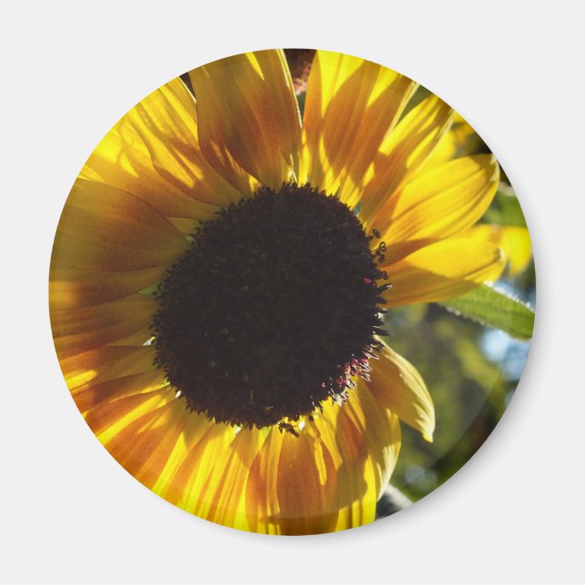Aimant Tournesol du matin personnalisable (Devant)