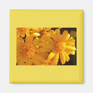 Aimant Tournesol jaune