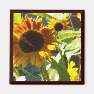Aimant Tournesol rose d'orange