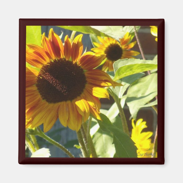 Aimant Tournesol Rose orange (Devant)