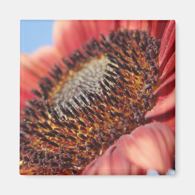 Aimant Tournesol rouge (Devant)