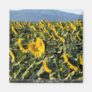 Aimant Tournesols, Toscane, Italie