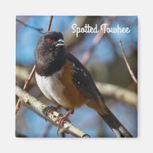Aimant Towhee tachetée