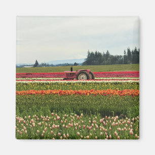 Aimant Tracteur rose en champ de tulipe