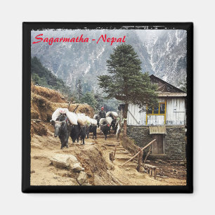 Aimant Train de buffles, Everest trek, Himalaya - Népal