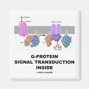 Aimant Transduction de signal de G-Protéine à l'intéri