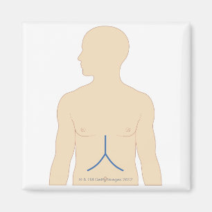 Aimant Transplantation du foie