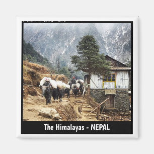 Aimant Transport de Buffalo, vue sur l'Everest - Népal