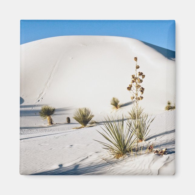 Aimant Transverse Dunes and Soaptree Yucca (Devant)