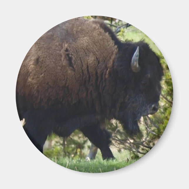 Aimant Traversée de bisons (Devant)