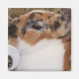 Aimant Tri de couleur cassé mini rex lapin tête sur l'eau