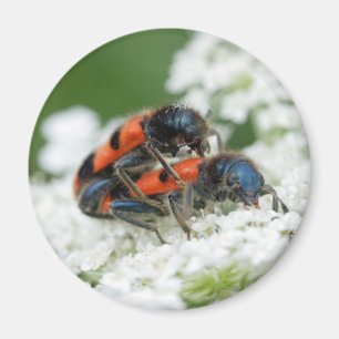 Aimant Trichodes apiarius