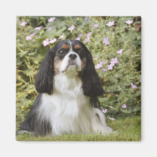 Aimant Tricolore Cavalier King Charles Spaniel sur herbe