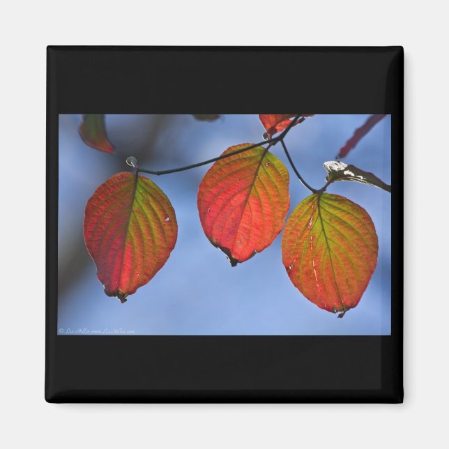 Aimant Trio de feuilles d'automne illuminées colorées (Devant)
