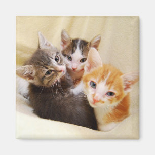 Aimant trio Kitten