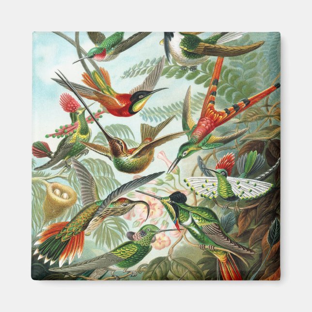 Aimant Trochilidae Hummingbirds, Ernst Haeckel (Devant)