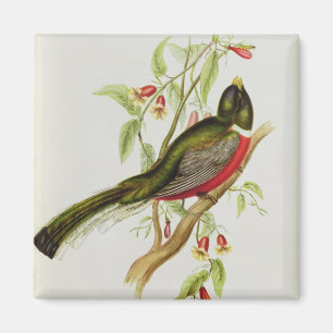 Aimant Trogon Ambiguus