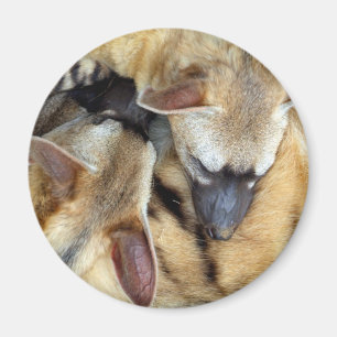 Aimant Trois Aardwolves de sommeil