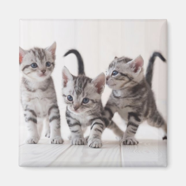 Aimant Trois Américain Shorthair Jouer (Devant)