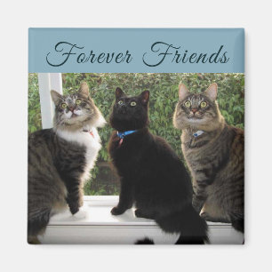 Aimant Trois amis de chat dans l'aimant de la fenêtre